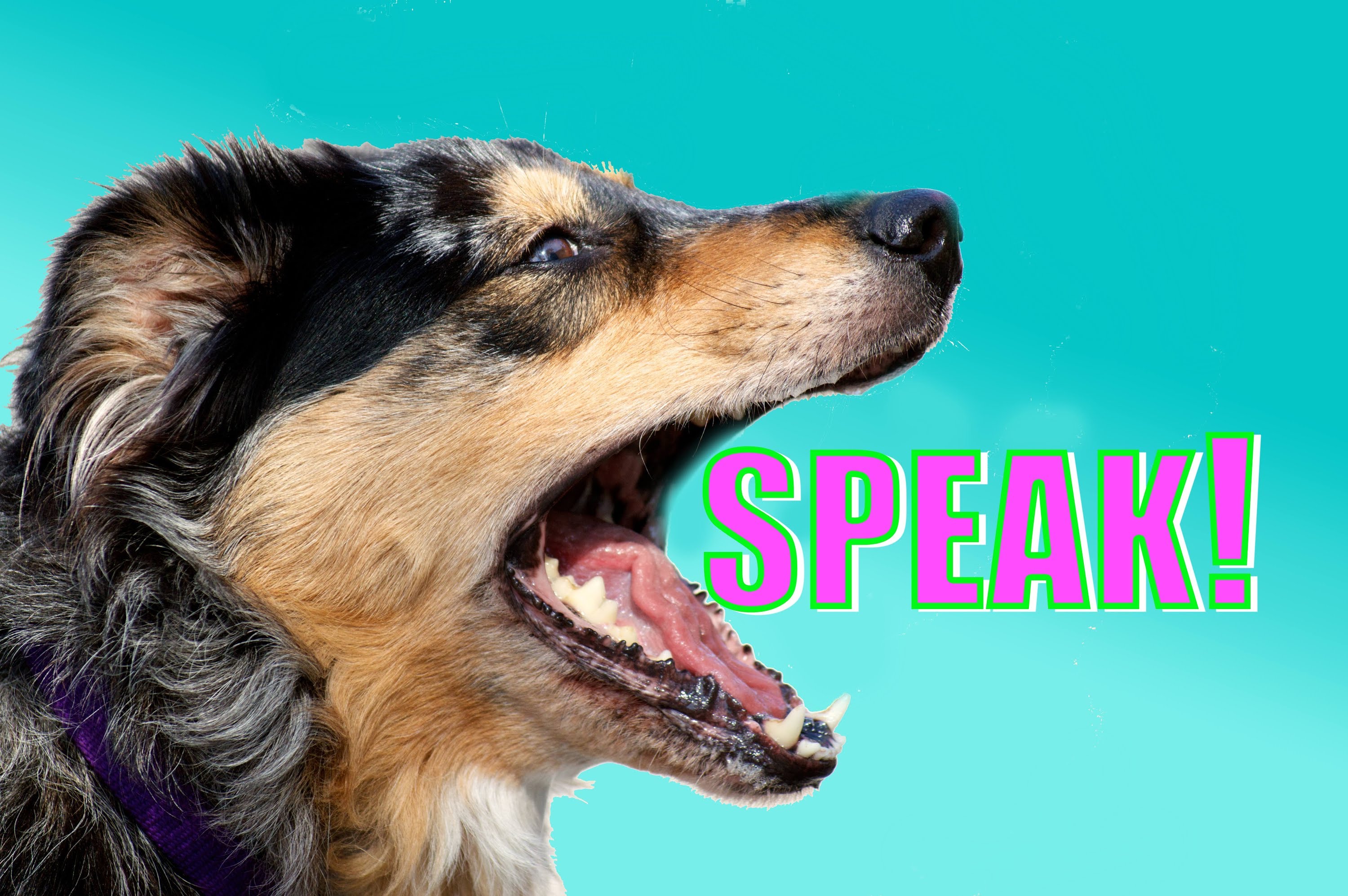 Dog speak. Собака лает. Лающая собака. Лающая собака картинки. Собака Спикс.