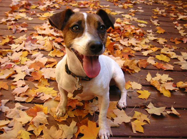 25 Animals Who Couldn't Be More Excited About The Fall