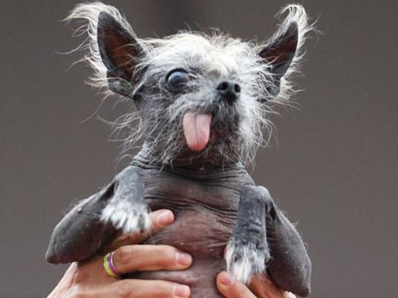 8 Dog Breeds So Ugly They're Cute!