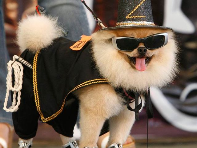 Can You Guess What These Dogs Are Dressed As?