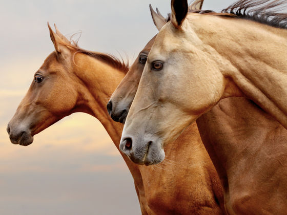 How Much Do You REALLY Know About Horses?