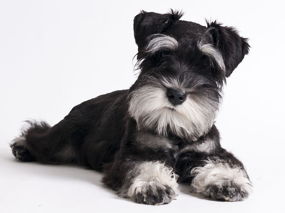 How Well Do You Know Schnauzers?