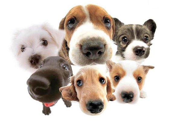 Name The Popular Dog Breeds