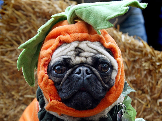 What should your dog be for Halloween?