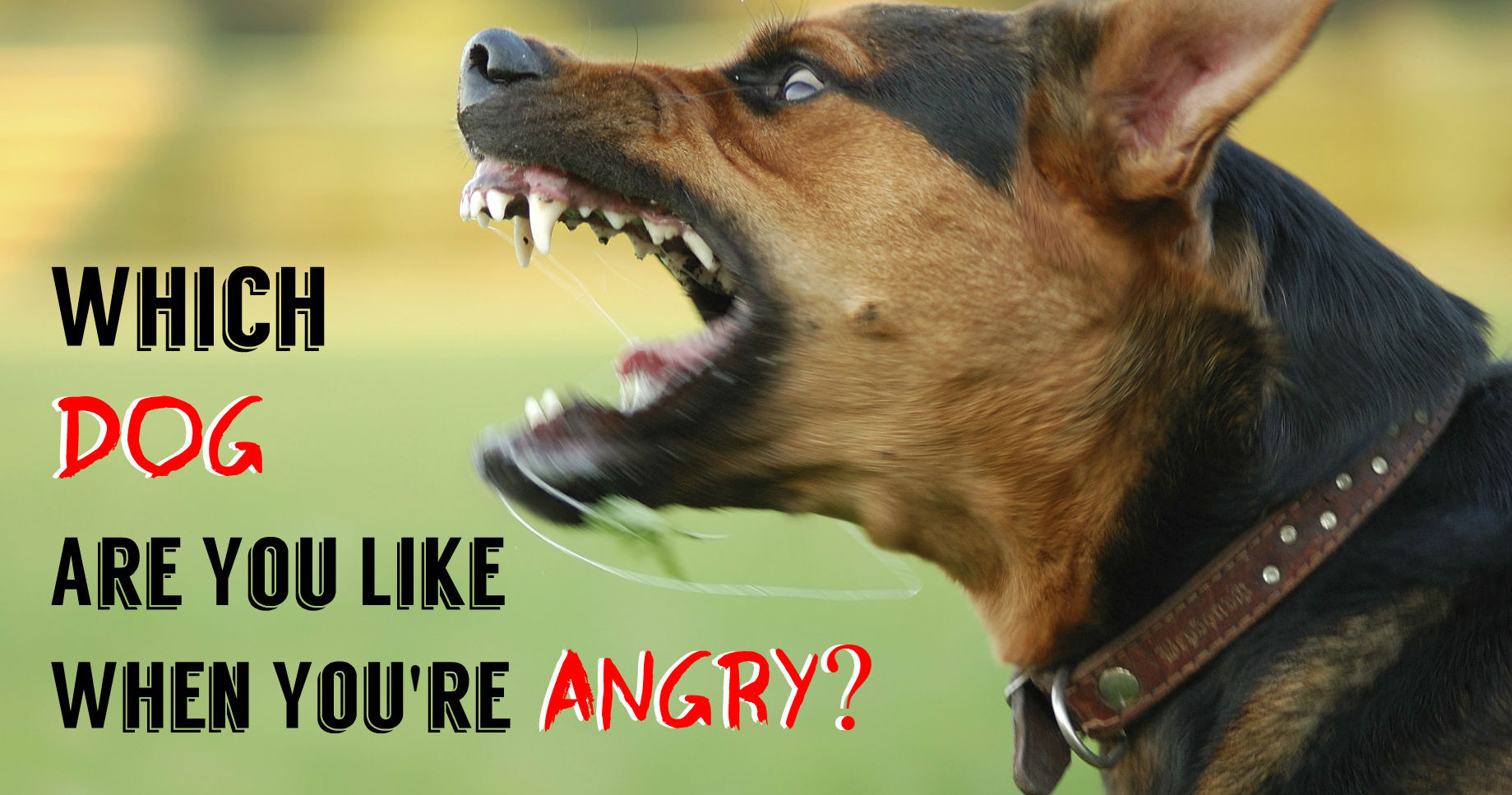 Which angry dog are you