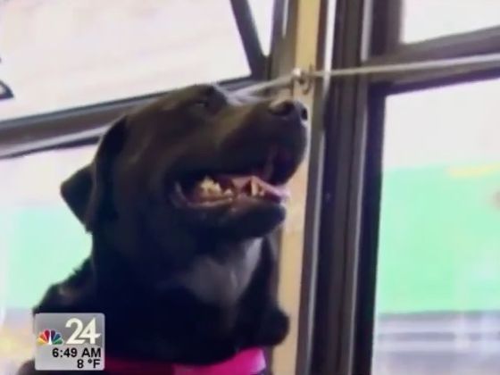 dog took the bus