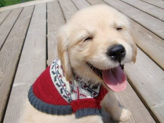 dogs in sweaters