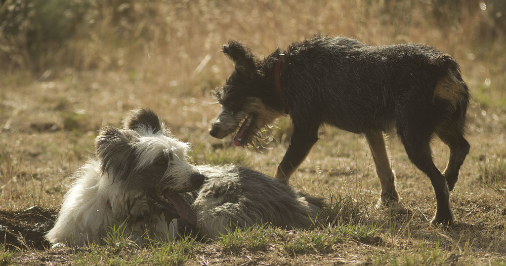 dogs with jobs