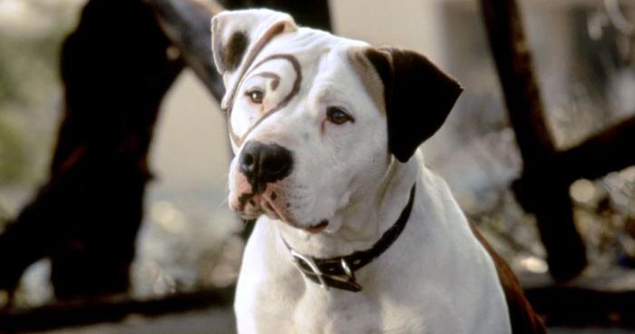 famous movie dogs