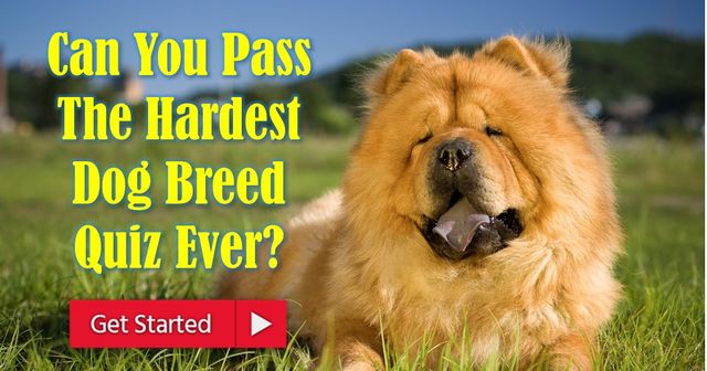 hardest breed quiz ever