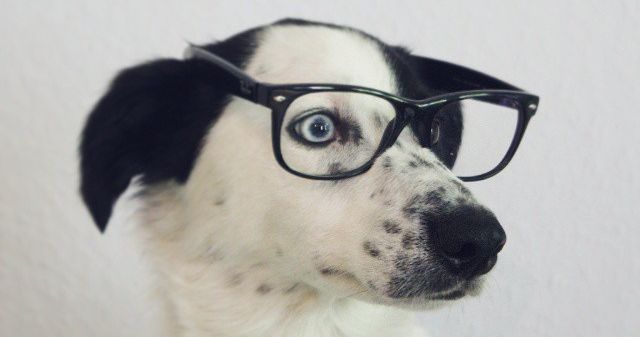how smart is your dog