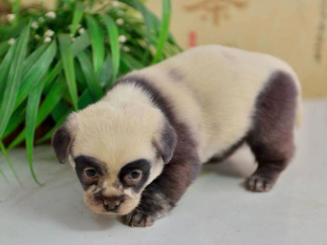 panda pups