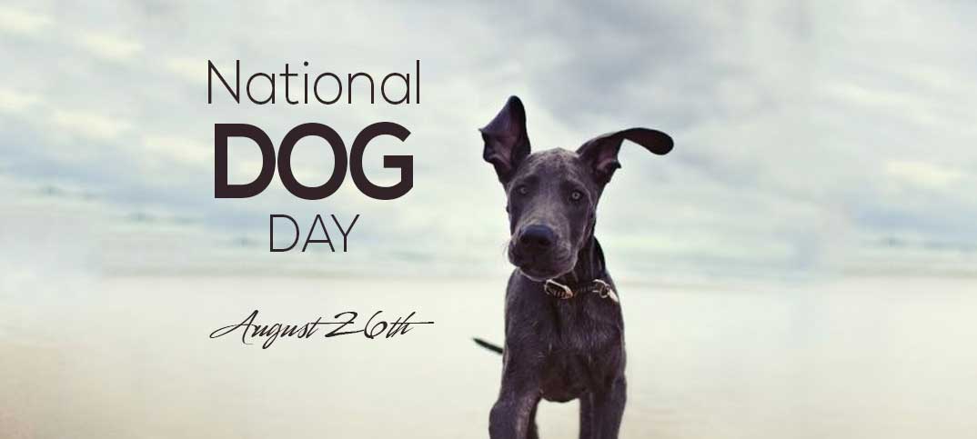 PupLife - National Dog Day