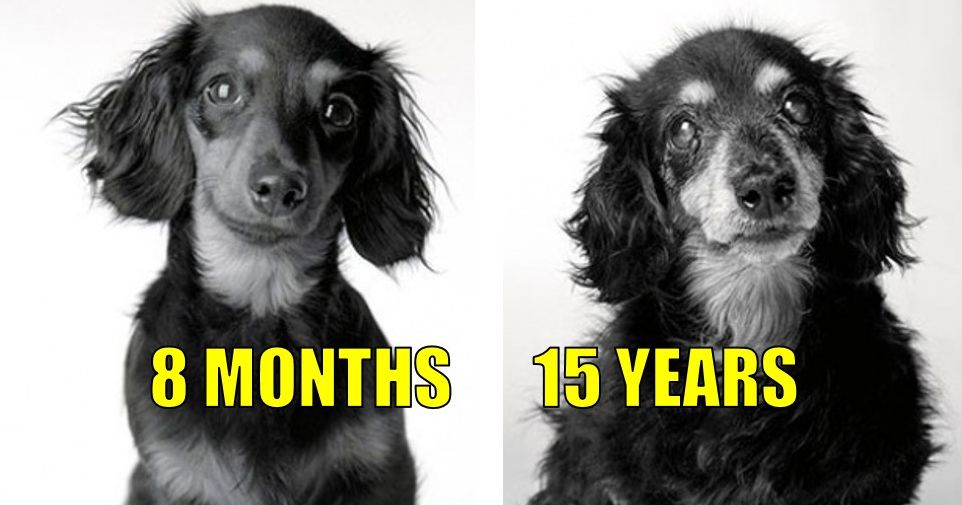 puppies getting old