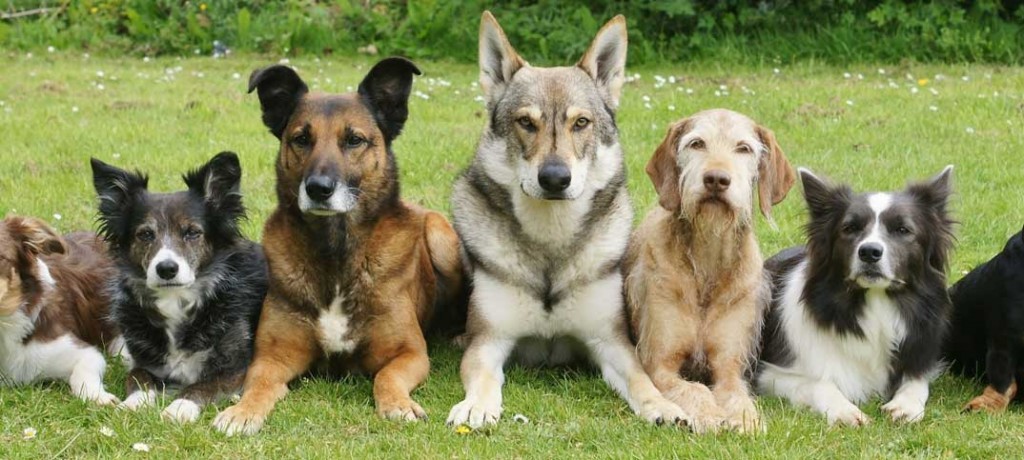 Quiz - Dog Breed Trivia