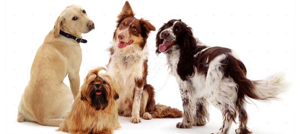 Quizzes - Dog Breeds