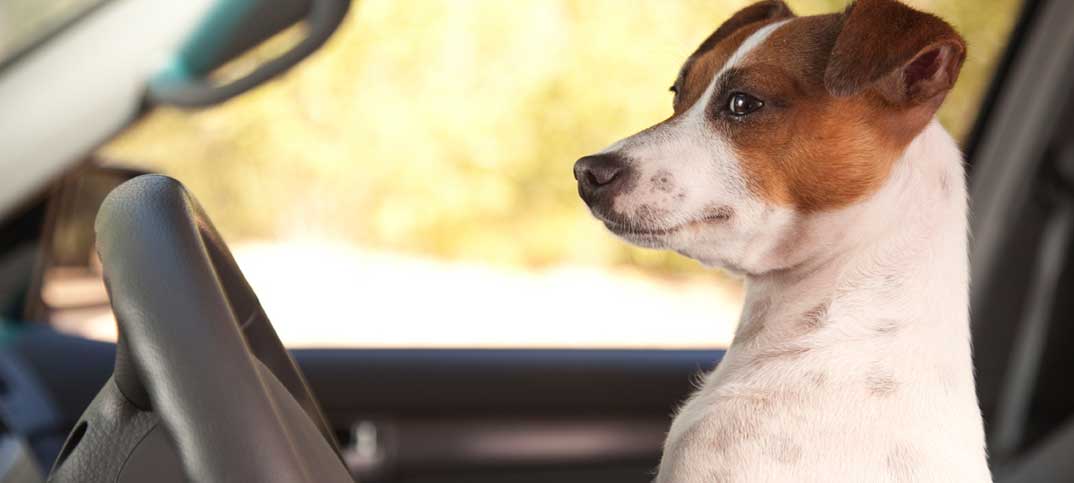PupLife - Quizzes - Dogs Driving Anything They Want