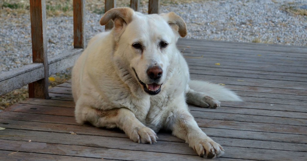 singing dog