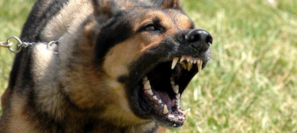 Training - Dog Aggression