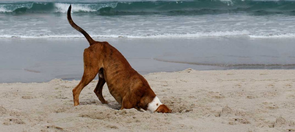 Training - Keep Your Dog From Digging