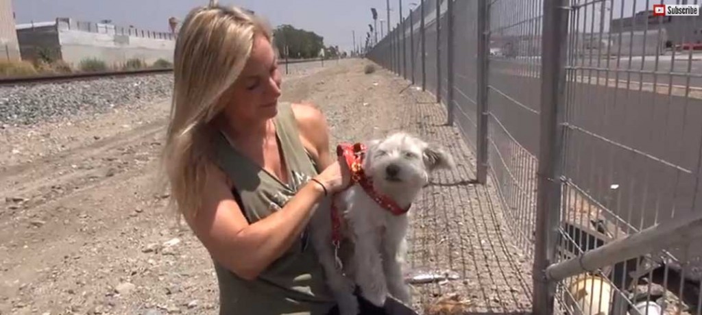 Video - Homeless Dog Rescue